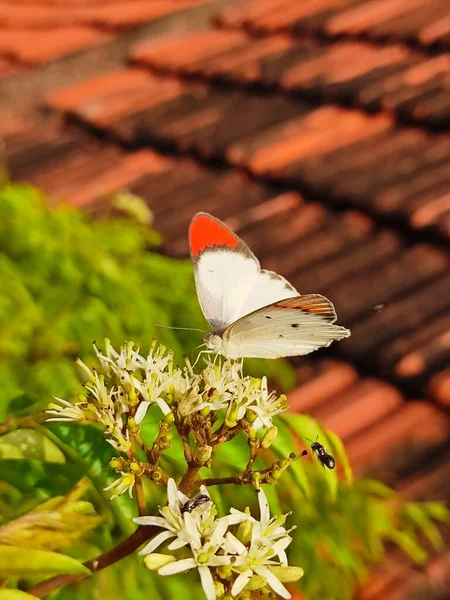 Colotis Chiamato Punte Arancioni Arabi Genere Farfalle Della Sottofamiglia Pierinae — Foto Stock