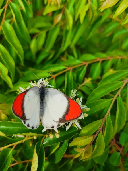 Colotis Género Mariposas Subfamilia Pierinae Que Encuentra Principalmente África Suroeste —  Fotos de Stock