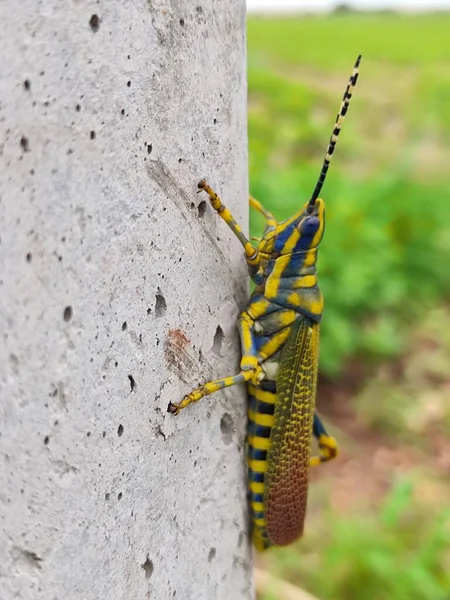 Beautiful Green Colored Grasshopper India — Stock Photo, Image