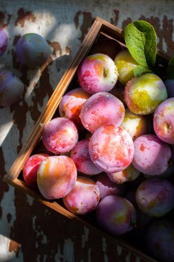 Ahşap masa manzaralı tahta kutuda taze erikler. Yapraklı pembe erik. Gıda meyvesi arka planı. Yaz kartpostalı. Bahçede hasat. Erik hasadı