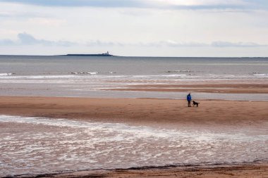 Alnmouth sahilinde yürüyen köpek