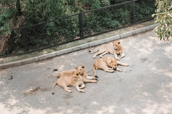 Cuatro Leones Parque — Foto de Stock