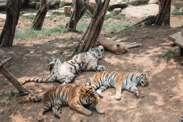 tigers sleep in zoopark