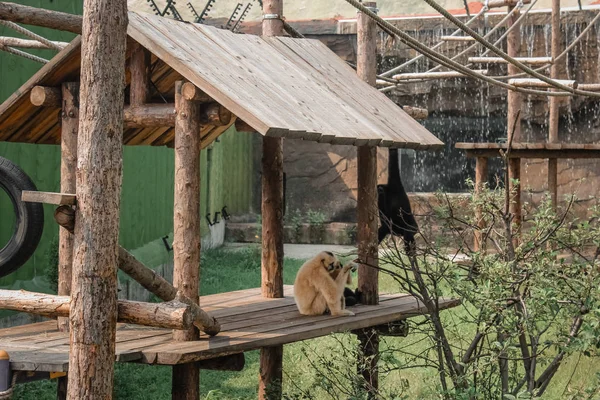 Mono Parque Zoológico — Foto de Stock