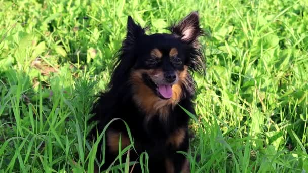 黒い犬 長髪のおもちゃテリア は緑の草の中に座って さまざまな方向を見ています スローモーション — ストック動画