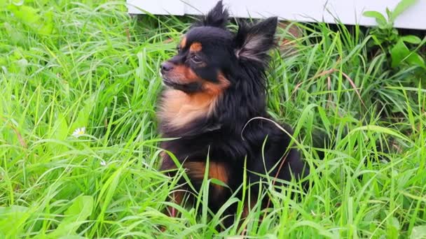 Uzun saçlı Terrier oyuncağı yeşil çimlerin üzerinde oturuyor ve etrafa bakıyor. Yavaş çekim — Stok video