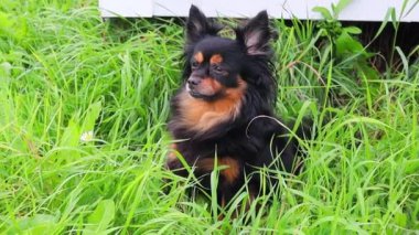 Uzun saçlı Terrier beyaz bir duvara karşı yeşil çimlerin üzerinde oturuyor..