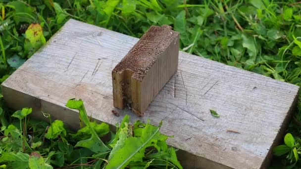 Bloc de bois couché sur une planche coupe avec une hache sur un fond d'herbe verte — Video