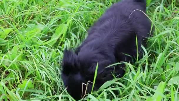 Uzun saçlı oyuncak Terrier yavaş yavaş yeşil çimenlerin arasından geçiyor. — Stok video