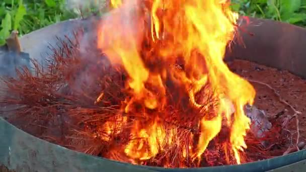 Une branche sèche d'une épinette s'enflamme fortement dans un feu ardent. Ralenti, FullHD — Video