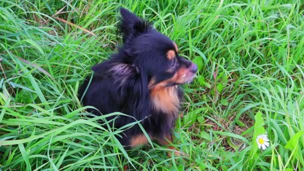 Uzun saçlı Terrier oyuncağı yeşil çimlerin üzerinde oturuyor ve etrafa bakıyor. Yavaş çekim — Stok video