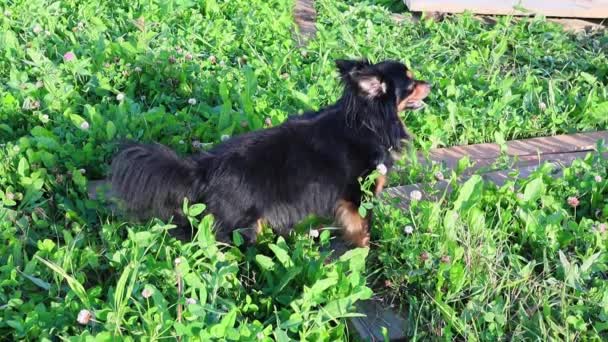 Uzun saçlı Terrier oyuncağı yeşil çimlerin üzerinde duruyor ve uzaklığa bakıyor. — Stok video