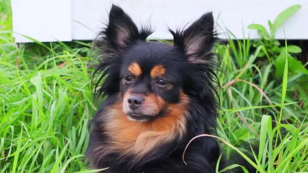 Juguete de pelo largo Terrier mira a su alrededor mientras está sentado en la hierba verde. Primer plano — Vídeos de Stock