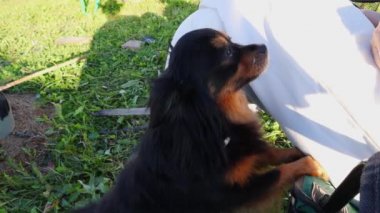 Uzun saçlı oyuncak Terrier patisiyle sahibine uzanıyor. Tam HD