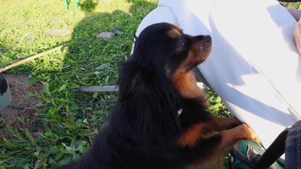 Dlouhovlasá hračka Terrier natáhne pracku ke svému majiteli. FullHD — Stock video