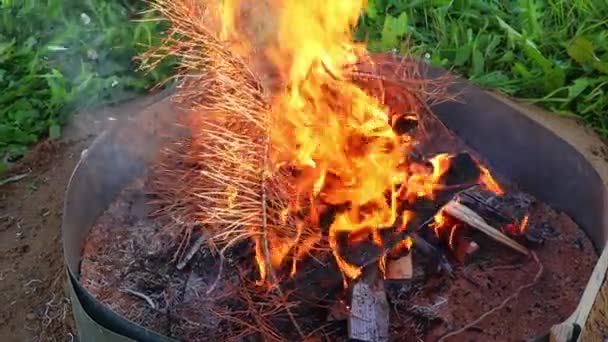 가문비나무의 가지가 불타는 불에서 맹렬하게 불붙습니다. 슬로우 모션 , FullHD — 비디오