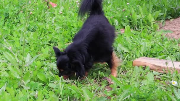Dlouhovlasá hračka Terrier něco čichá v zelené trávě. FullHD — Stock video