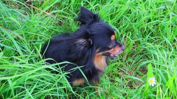 Terrier jouet aux cheveux longs assis dans l'herbe verte regarde autour. Plein HD — Video