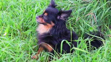 Uzun saçlı Terrier oyuncağı yeşil çimlerin üzerinde oturuyor ve etrafa bakıyor. Tam HD