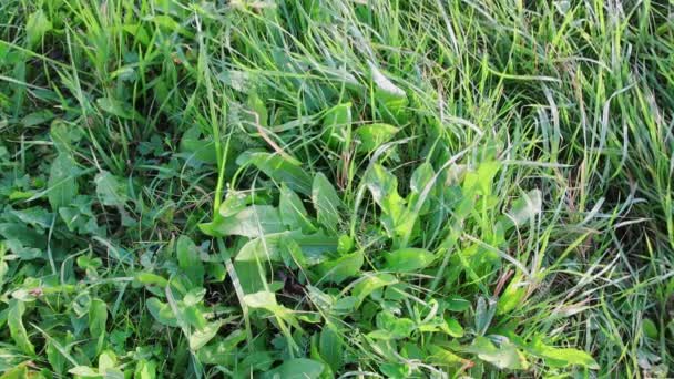 El disco de freno de los coches cae desde arriba en la hierba verde. Movimiento lento — Vídeos de Stock