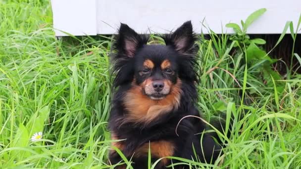 Jouet aux cheveux longs Terrier assis sur de l'herbe verte et regardant autour. Mouvement lent — Video