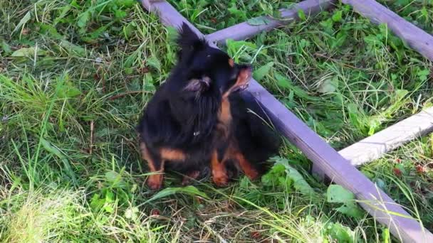 Juguete terrier de pelo largo se sienta a la sombra en la hierba cerca de una escalera de madera — Vídeos de Stock