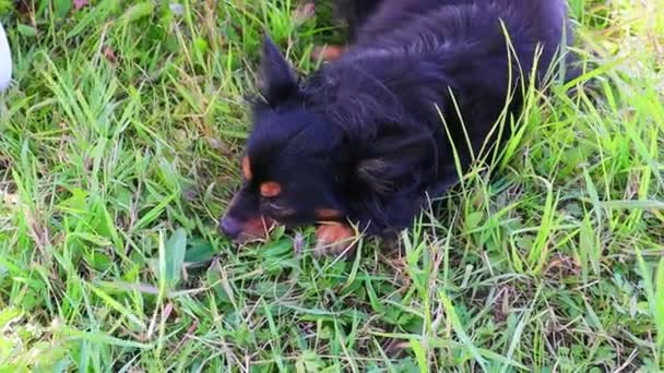 長い髪のおもちゃのテリアは緑の草の中に横たわって眠る。フルHD — ストック動画