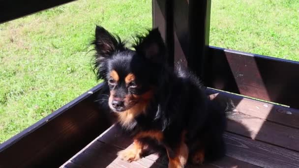 Dlouhovlasá hračka Teriér sedí na dřevěné verandě a rozhlíží se. FullHD — Stock video