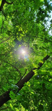 Taşkent şehrinin yakınlarında. Mavi gökyüzü, parlak güneş ve sık orman
