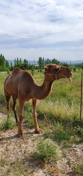Nahe Der Stadt Taschkent Das Kamel Kann Weniger Trinken Als — Stockfoto