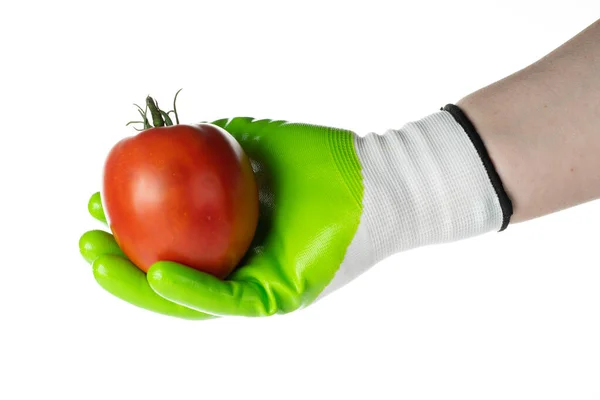 Czerwony Pomidor Ludzkiej Rękawicy — Zdjęcie stockowe