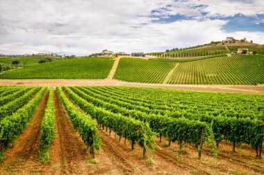 Abruzzo 'daki İtalyan üzüm bağı. Şarap Montepulciano D 'Abruzzo. İtalya 'da çok güzel asmalar var. Titiz satırlar şarap yetiştirme sürecini gösteriyor..