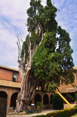 Convento Francescano dei Frati Minori, Cipresso di San Francesco. Fransisken Villa Verucchio Manastırı 'nın manastırında görülmeye değer yedi yüzyılı aşkın süredir devasa selvi..