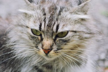 Genç, uzun saçlı, gri evcil kedinin portresi.