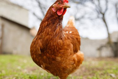 bahçesinde tavuk otlatmak, kümes hayvanları çiftliği