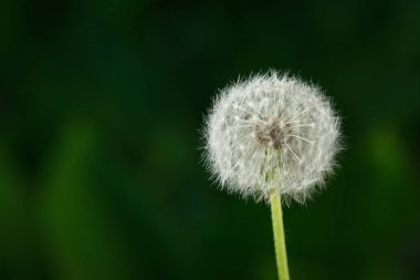 ukrayna bahar çiçekleri, güneşli bir günde bitkilerin yakın çekim