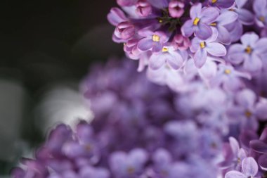 ukrayna bahar çiçekleri, güneşli bir günde bitkilerin yakın çekim