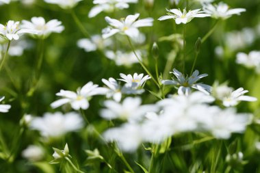 ukrayna bahar çiçekleri, güneşli bir günde bitkilerin yakın çekim