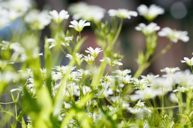 ukrayna bahar çiçekleri, güneşli bir günde bitkilerin yakın çekim