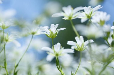 ukrayna bahar çiçekleri, güneşli bir günde bitkilerin yakın çekim