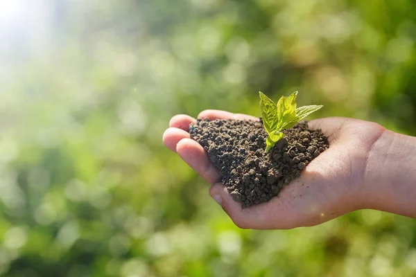 Молодой зеленый росток с землей на руках — стоковое фото