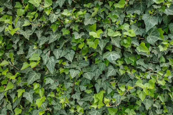 Cerca verde de hera, uma imagem plana — Fotografia de Stock