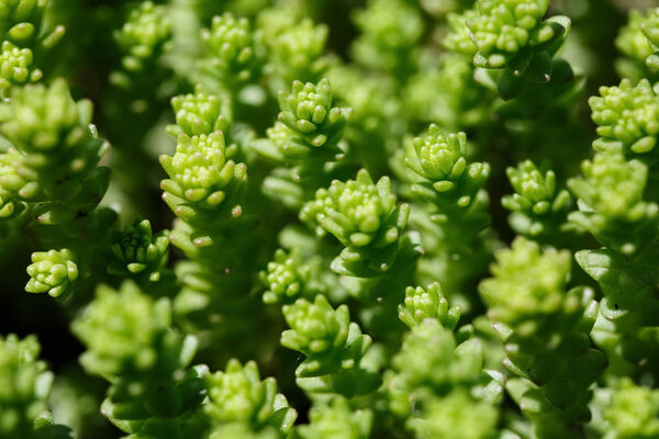 juicy grass and leaves taken off a large plateau