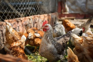 Kümes hayvanları, çitin arkasındaki tavuklar.