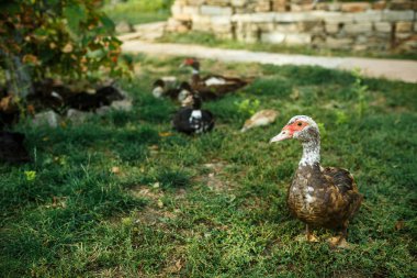 Yeşil çimenlerin üzerinde ördekler. Köyde çiftlik.