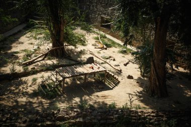 Nikolaev, Ukrayna - 5 Ağustos 2018. hayvanat bahçesinde hayvanlar, şehir hayvanat bahçesi, Ukrayna.