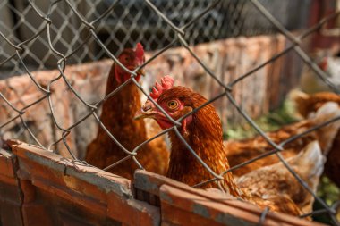 Kümes hayvanları, çitin arkasındaki tavuklar.