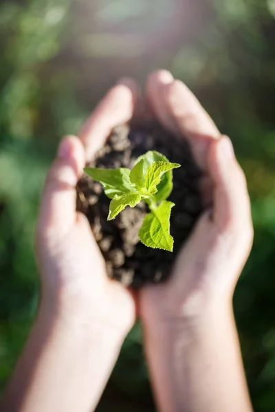 Genç yeşil filiz Ellerinde toprak