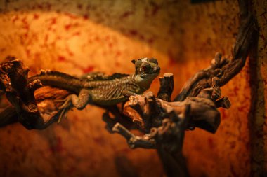 Nikolaev, Ukrayna - 5 Ağustos 2018. hayvanat bahçesinde hayvanlar, şehir hayvanat bahçesi Ukrayna.