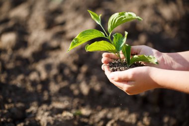 Genç yeşil filiz Ellerinde toprak